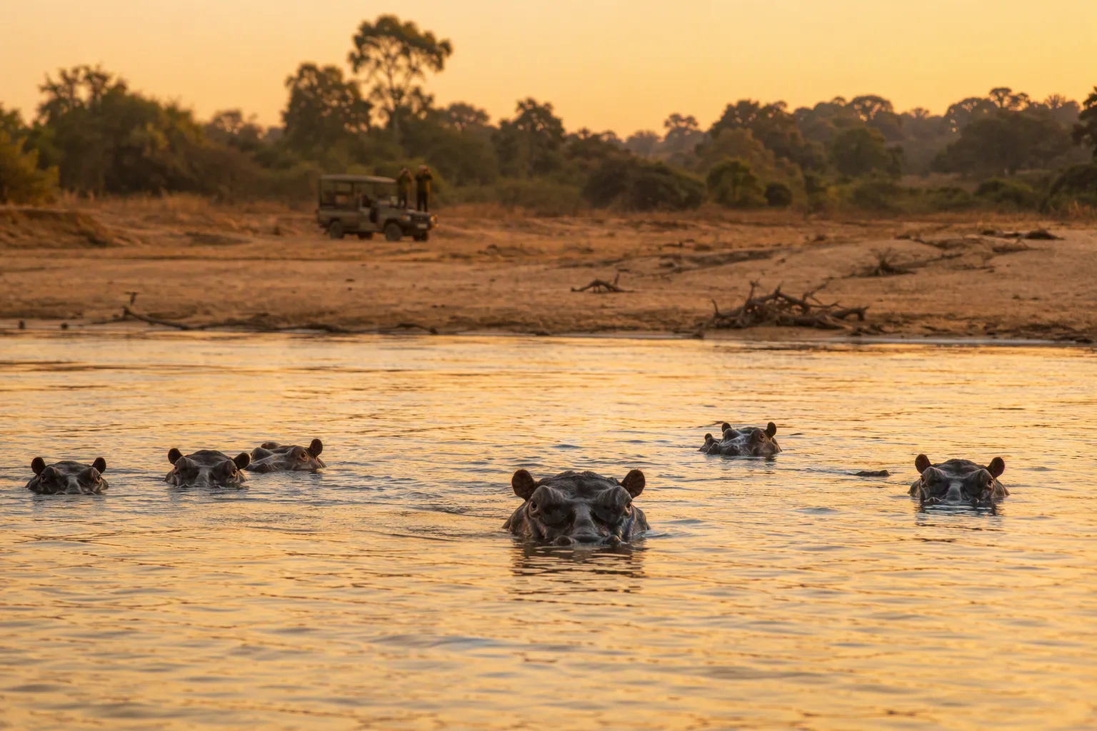 Hippos surfacing in a wide Zambian river at dusk with a patrol vehicle on the far bank