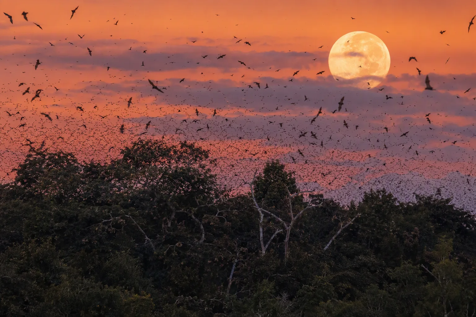 Thousands of straw-coloured fruit bats swarming over the Kasanka swamp forest canopy at dusk