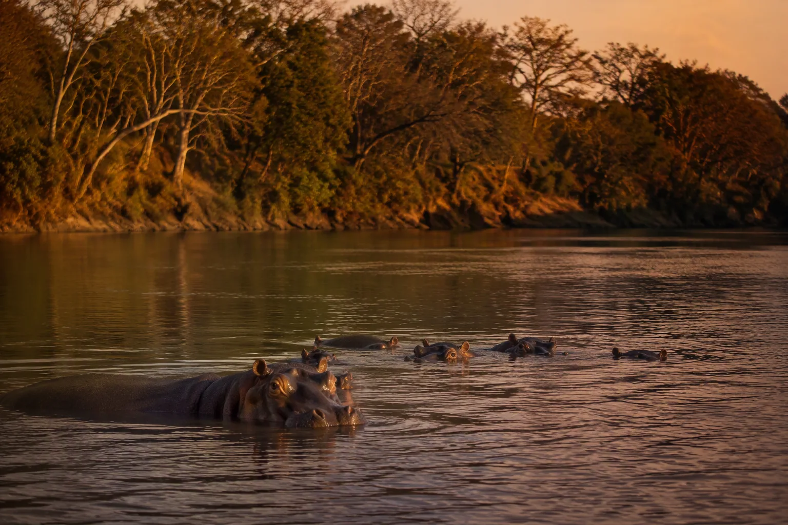 A pod of hippopotamuses half-submerged in a wide African river at dusk